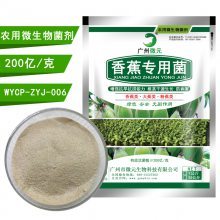 香蕉有機肥生物功能菌 抗重茬、解磷解鉀、促生長的微生物菌劑全解析
